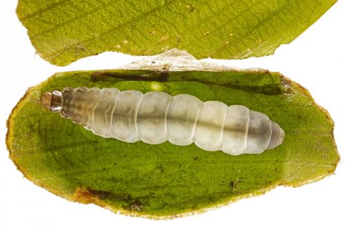 Réf. 265 189 : Elophila nymphaeata